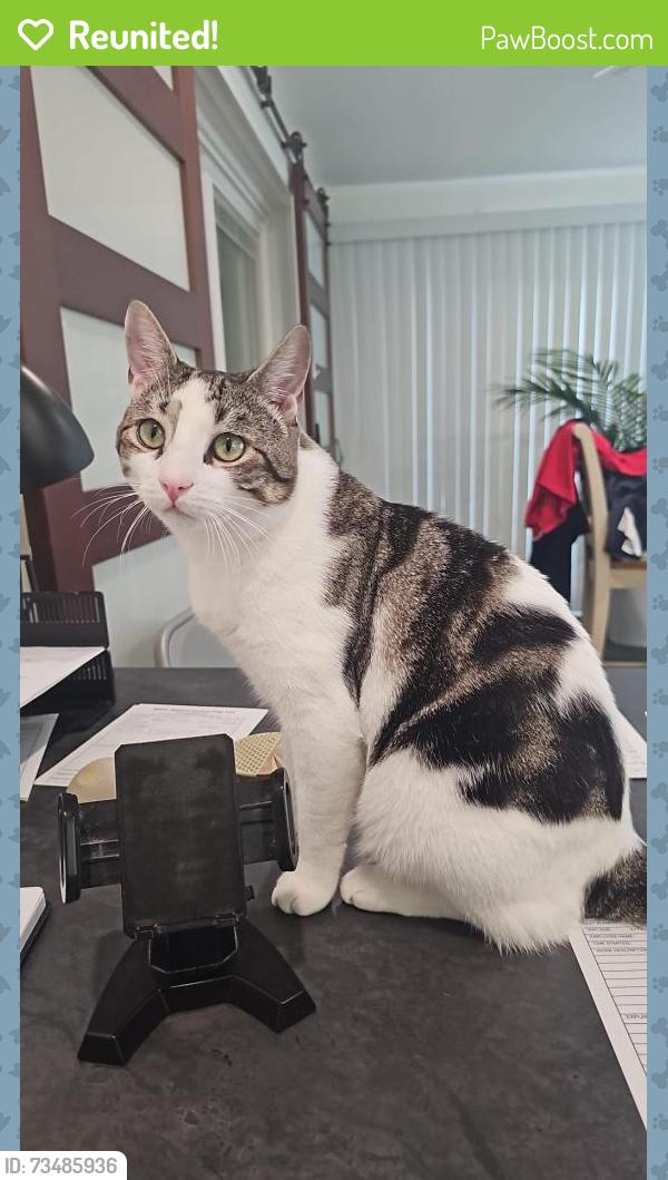Reunited Male Cat last seen Devils Reach RD, Woodbridge, VA 22192