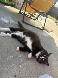 Found/Stray Male Cat last seen Lumry & Gothberg near Walerga and Del Paso, North Highlands, CA 95660