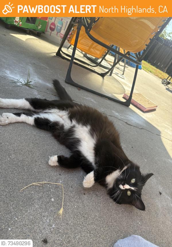 Found/Stray Male Cat last seen Lumry & Gothberg near Walerga and Del Paso, North Highlands, CA 95660
