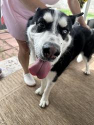 Found/Stray Male Dog last seen Greenway and 38th st, Austin, TX 78705