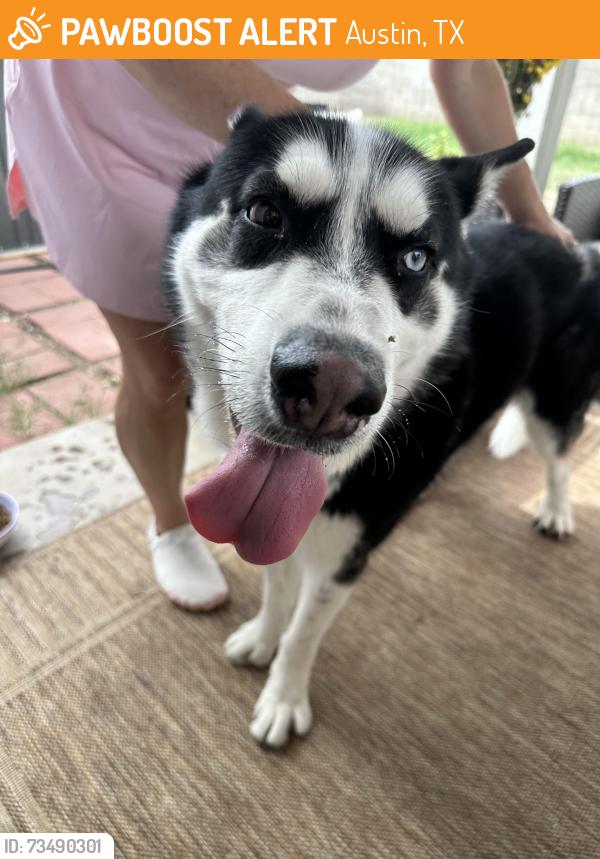 Found/Stray Male Dog last seen Greenway and 38th st, Austin, TX 78705