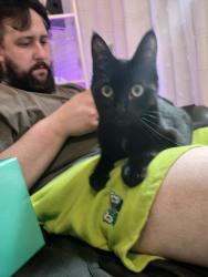 Reunited Female Cat last seen woodstone and Vance jackson, San Antonio, TX 78230