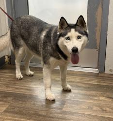 Shelter Stray Female Dog last seen 28th Street, San Diego, CA, 92113, 5500 Gaines St, San Diego, CA 92110, USA