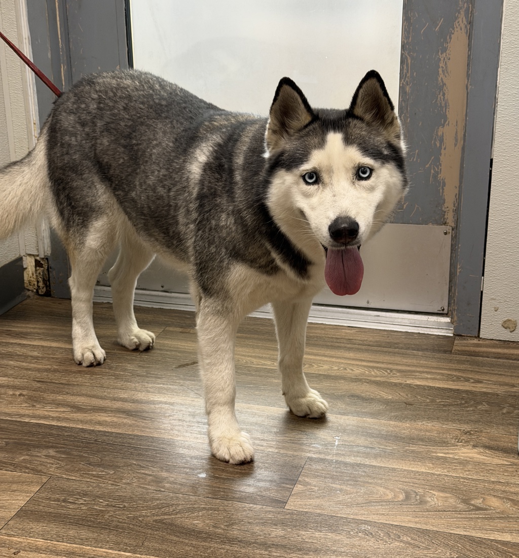 Shelter Stray Female Dog last seen 28th Street, San Diego, CA, 92113, 5500 Gaines St, San Diego, CA 92110, USA