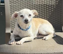 Shelter Stray Female Dog last seen Near Logan Avenue, San Diego, CA, 92113, 5500 Gaines St, San Diego, CA 92110, USA