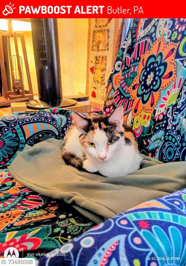 Lost Female Cat last seen American avenue, Butler, PA 16001