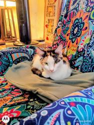 Lost Female Cat last seen American avenue, Butler, PA 16001