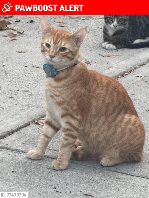 Lost Male Cat last seen East LA library, East Los Angeles, CA 90022