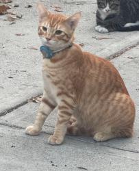 Lost Male Cat last seen East LA library, East Los Angeles, CA 90022