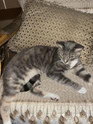 Reunited Female Cat last seen Tamarind ct, Chino Hills, CA 91709