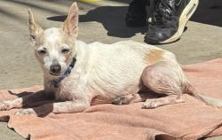 Shelter Stray Female Dog last seen Near Logan Avenue, San Diego, CA, 92113, 5500 Gaines St, San Diego, CA 92110, USA
