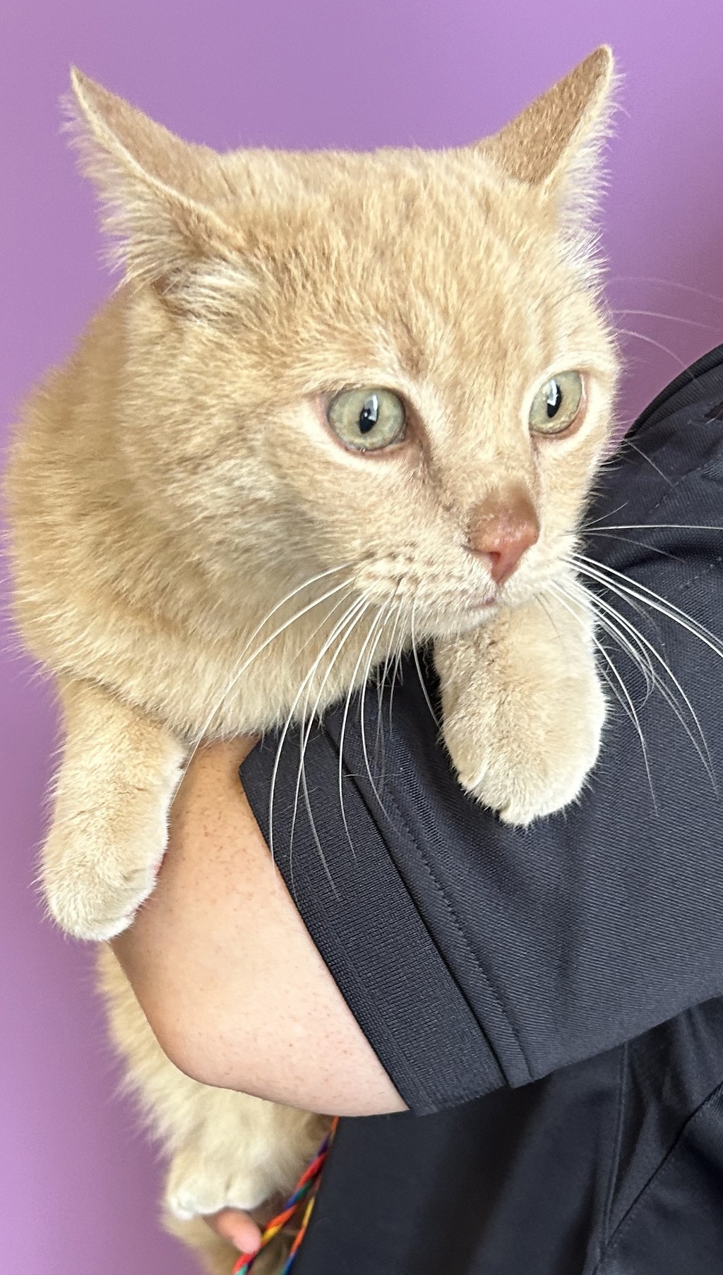 Shelter Stray Male Cat last seen Near S 5020 W, Kearns Township, UT, 84118, 511 W 3900 S, Salt Lake City, UT 84123, USA