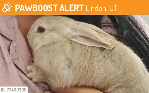 Found/Stray Unknown Rabbit last seen Near n 200 e. Lindon, Lindon, UT 84042
