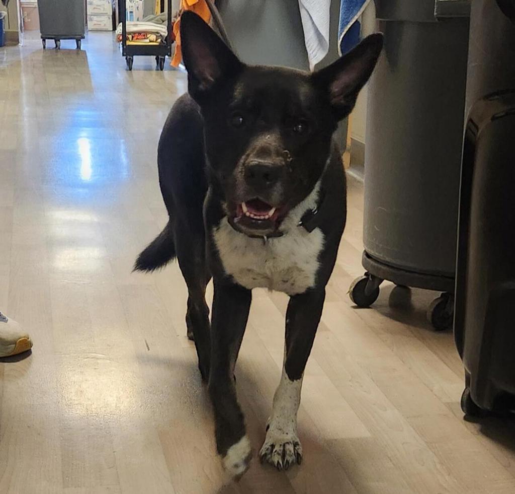 Shelter Stray Male Dog last seen Near Baldwin Street, OAKLAND, CA, 94621, 8323 Baldwin St, Oakland, CA 94621, USA