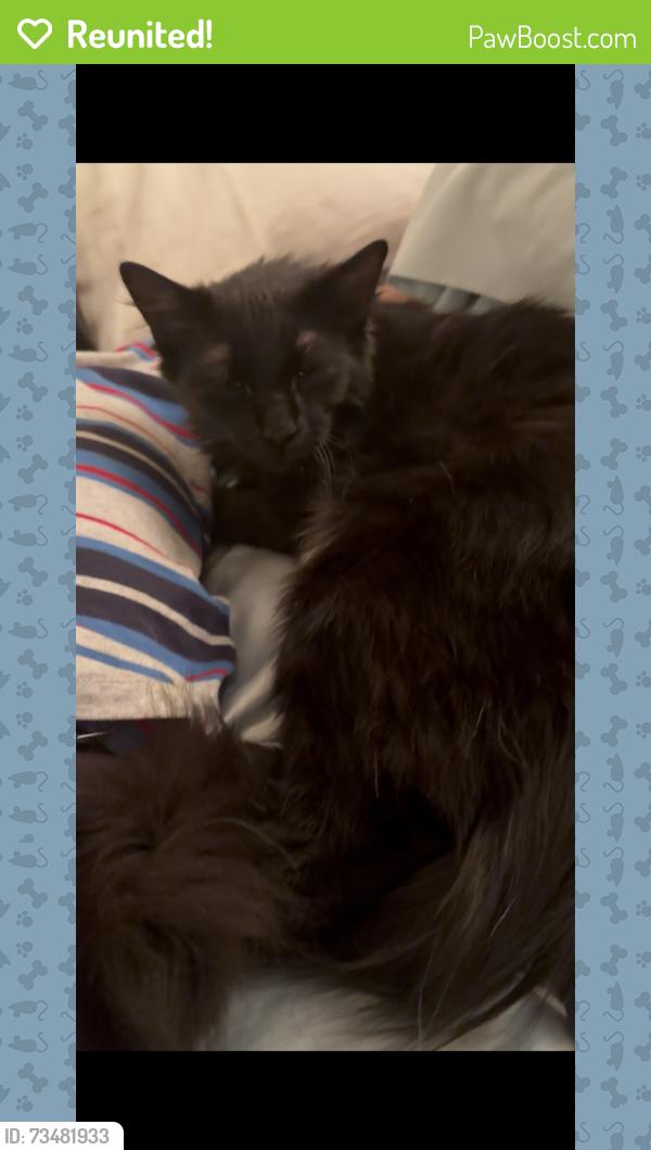Reunited Male Cat last seen Topanga Canyon Blvd townhouses, Los Angeles, CA 91311