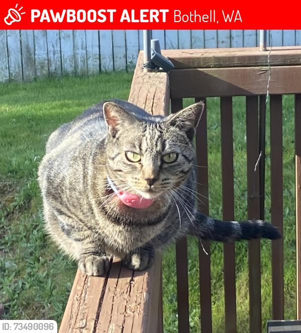 Lost Female Cat last seen 218th St SW and 6th Ave W, Bothell, WA 98021