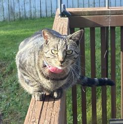 Lost Female Cat last seen 218th St SW and 6th Ave W, Bothell, WA 98021