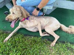 Reunited Female Dog last seen Flamingo and Johnson, Pembroke Pines, FL 33026