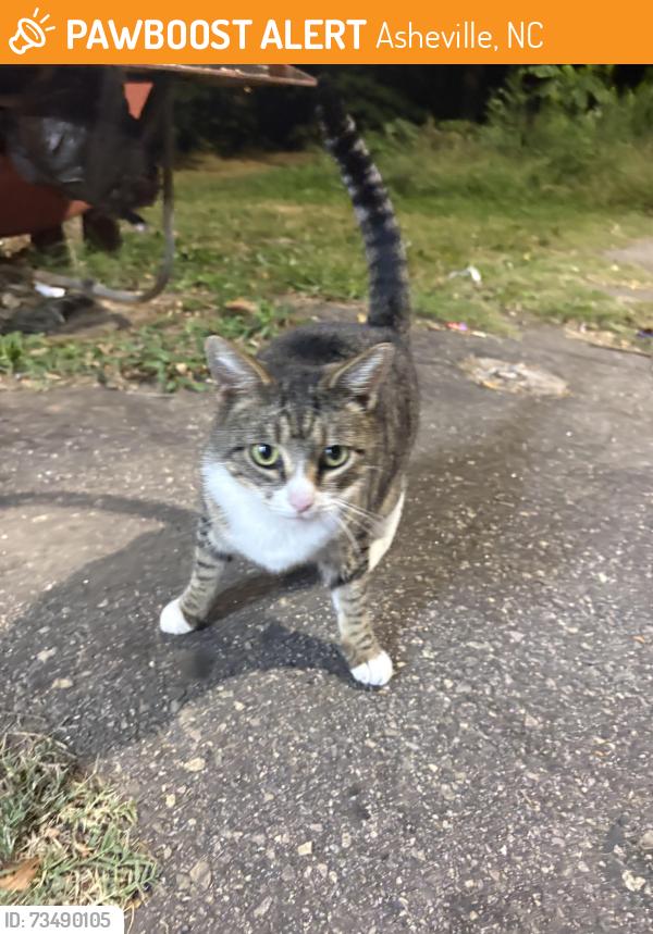 Found/Stray Unknown Cat last seen Pisgah View and Deaverview, Asheville, NC 28806