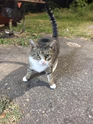 Found/Stray Unknown Cat last seen Pisgah View and Deaverview, Asheville, NC 28806