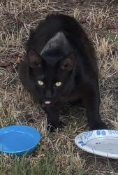 Found/Stray Male Cat last seen Lumry & Gothberg near Walerga & Del Paso, North Highlands, CA 95660