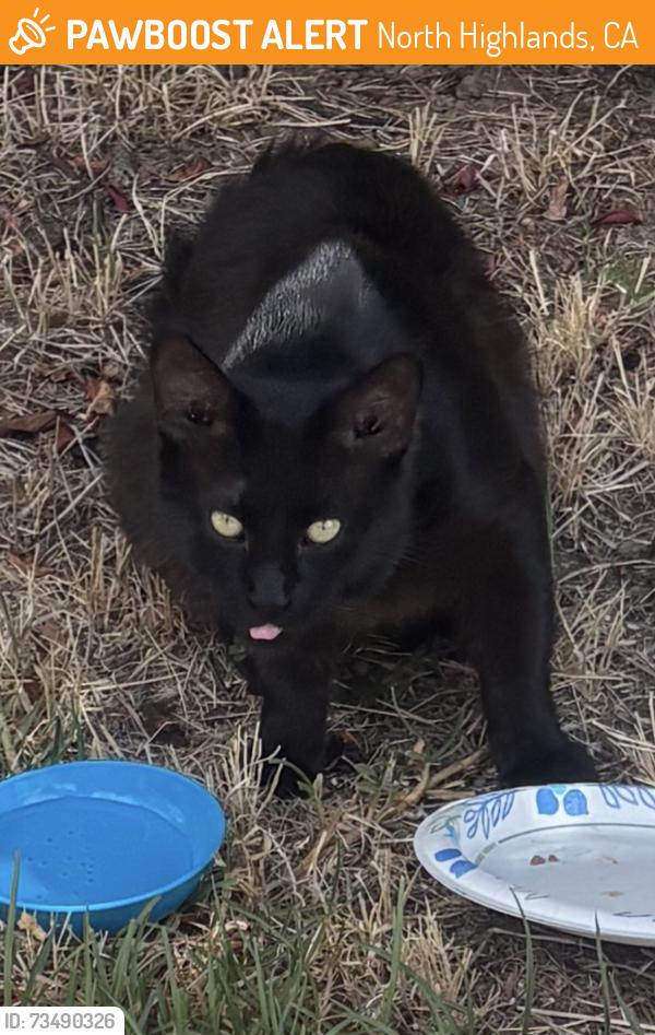 Found/Stray Male Cat last seen Lumry & Gothberg near Walerga & Del Paso, North Highlands, CA 95660