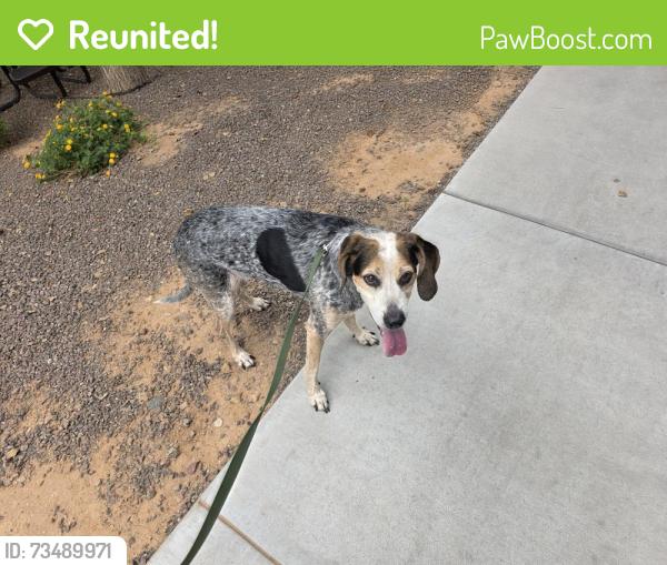 Reunited Female Dog last seen Higley and guadalupe, Gilbert, AZ 85234
