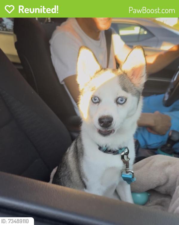 Reunited Female Dog last seen Power rd, Pawtucket, RI 02860