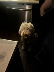 Reunited Female Dog last seen East jewell S havana st, by the shopping center, Aurora, CO 80247