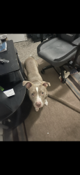 Lost Female Dog last seen Hagen road, Whitehouse, TX 75791