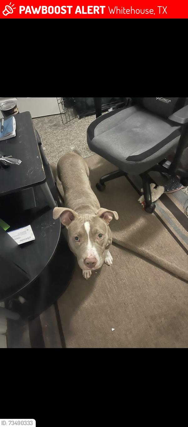 Lost Female Dog last seen Hagen road, Whitehouse, TX 75791