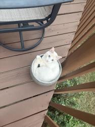 Lost Male Cat last seen Shearon farms neighborhood, Wake Forest, NC 27587