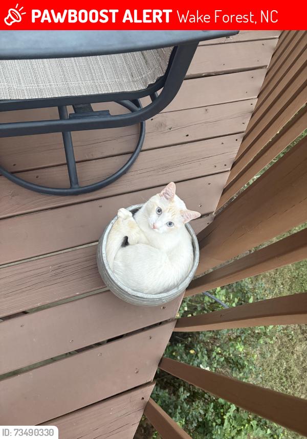 Lost Male Cat last seen Shearon farms neighborhood, Wake Forest, NC 27587