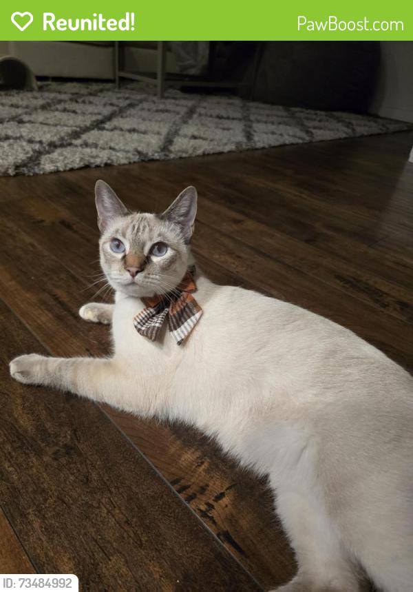 Reunited Female Cat last seen Corner of San Miguel & Aria Pl in Coffey Park Neighborhood, Santa Rosa, CA 95403