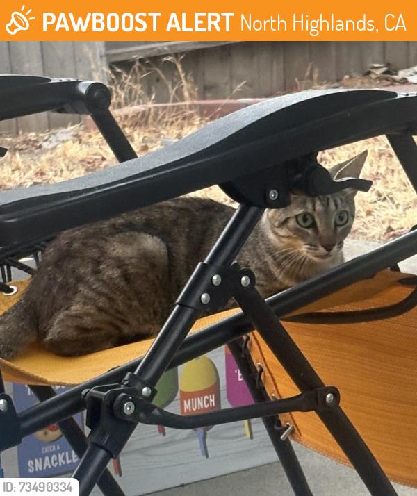 Found/Stray Unknown Cat last seen Lumry & Gothberg near Walerga & Del Paso, North Highlands, CA 95660