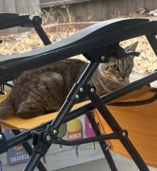 Found/Stray Unknown Cat last seen Lumry & Gothberg near Walerga & Del Paso, North Highlands, CA 95660