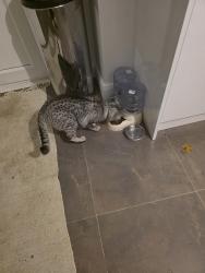 Reunited Male Cat last seen Botanic Park, Belfast, Northern Ireland 