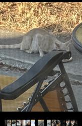 Found/Stray Unknown Cat last seen Lumry & Gothberg near Walerga & Del Paso, North Highlands, CA 95660
