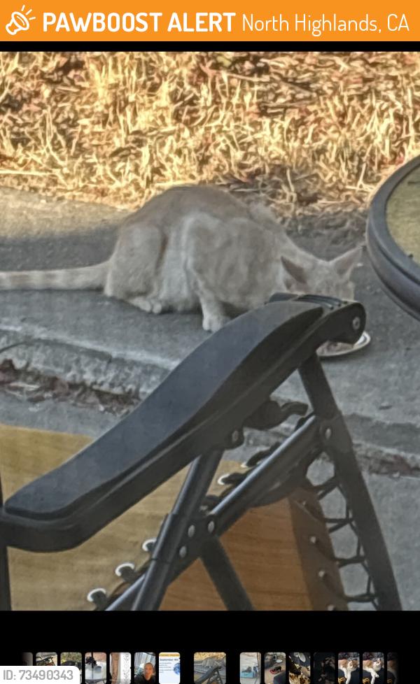 Found/Stray Unknown Cat last seen Lumry & Gothberg near Walerga & Del Paso, North Highlands, CA 95660