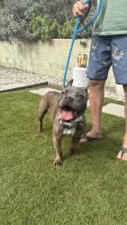 Reunited Male Dog last seen Baldwin Hills ests, Los Angeles, CA 90008