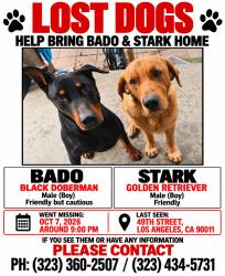 Lost Male Dog last seen 49th and Long Beach, by train way, Los Angeles, CA 90011