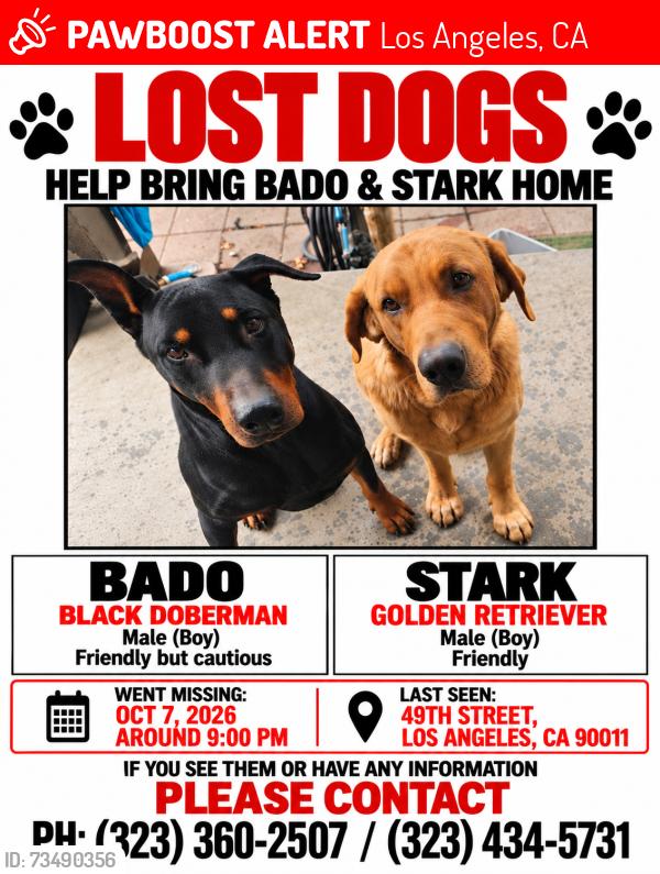 Lost Male Dog last seen 49th and Long Beach, by train way, Los Angeles, CA 90011