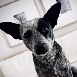 Shelter Stray Female Dog last seen , 4575 E Mesquite Ave, Palm Springs, CA 92264, USA