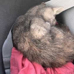 Shelter Stray Female Cat last seen , 1013 Garfield St, Oak Park, IL 60304, USA