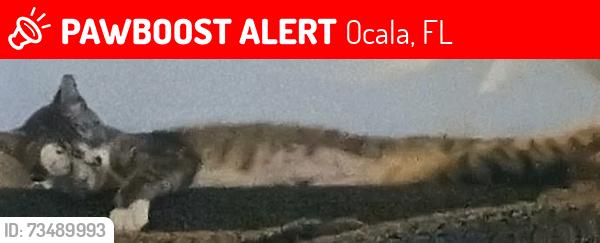 Lost Female Cat last seen 334o s pine st Ocala,fl 34471, Ocala, FL 34471
