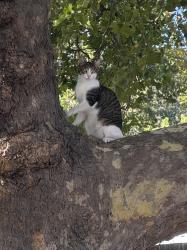 Lost Male Cat last seen Victoria Avenue and Moraga Blvd, Lafayette, CA 94549