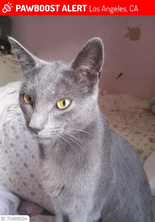 Lost Male Cat last seen Gaffey St, Los Angeles, CA 90731