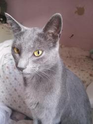 Lost Male Cat last seen Gaffey St, Los Angeles, CA 90731