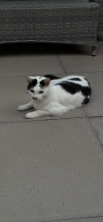 Lost Female Cat last seen Hazleslade, Staffordshire, England WS12 1RD