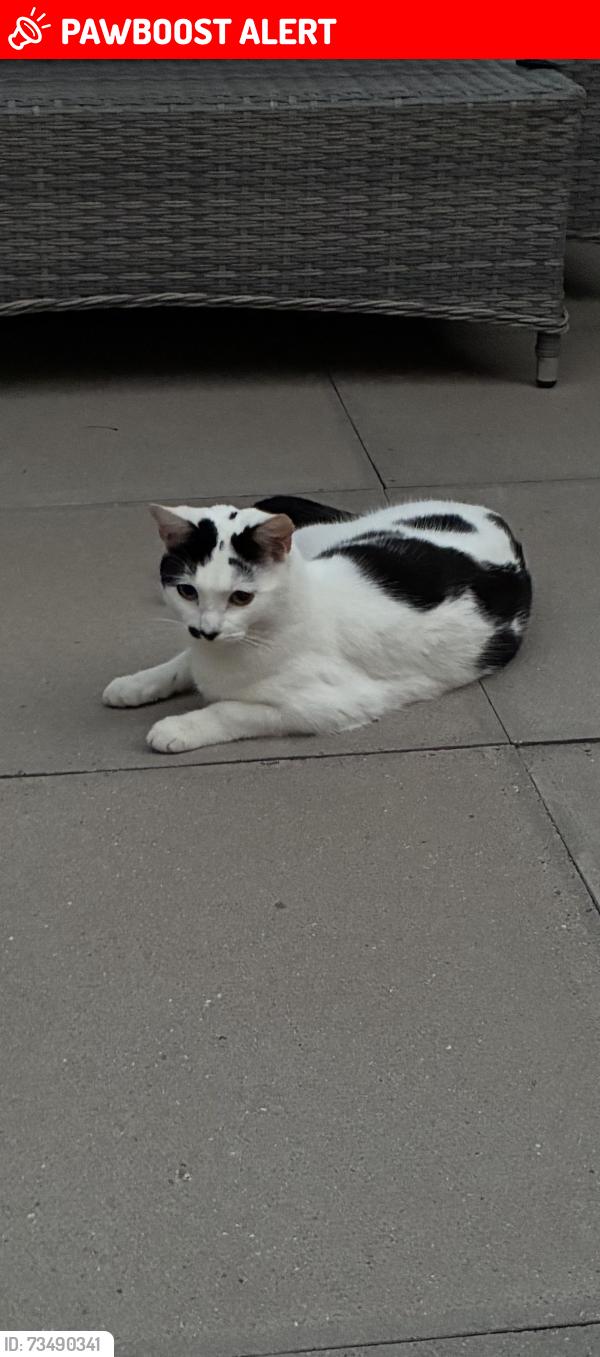 Lost Female Cat last seen Hazleslade, Staffordshire, England WS12 1RD